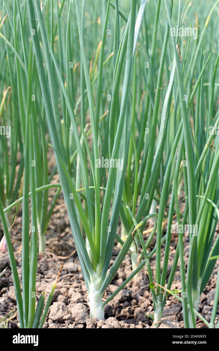 Green Onion Growing on the Agriculture Filed Stock Photo - Alamy