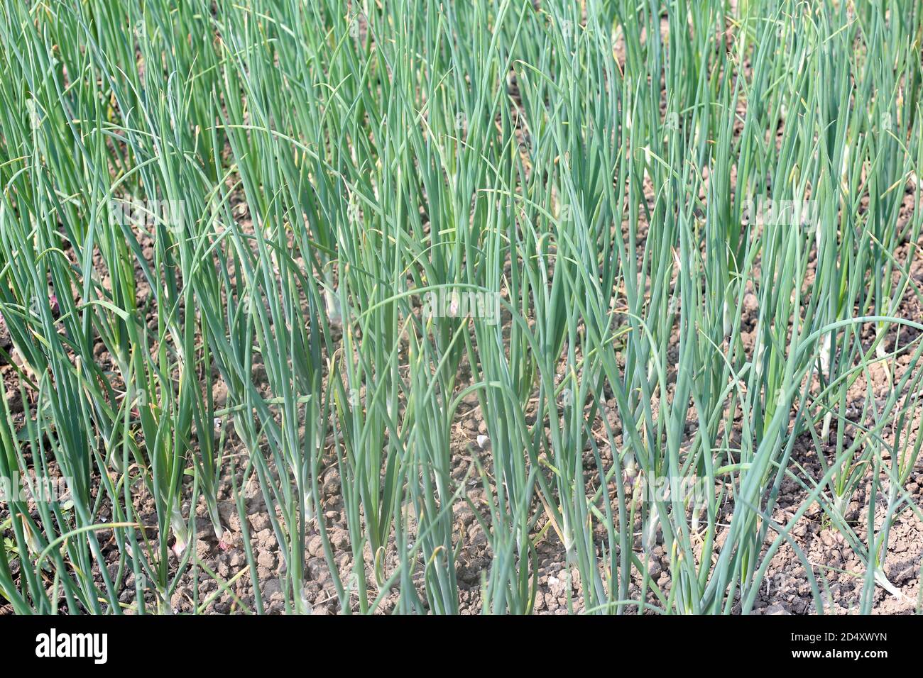 Green Onion Growing on the Agriculture Filed Stock Photo - Alamy