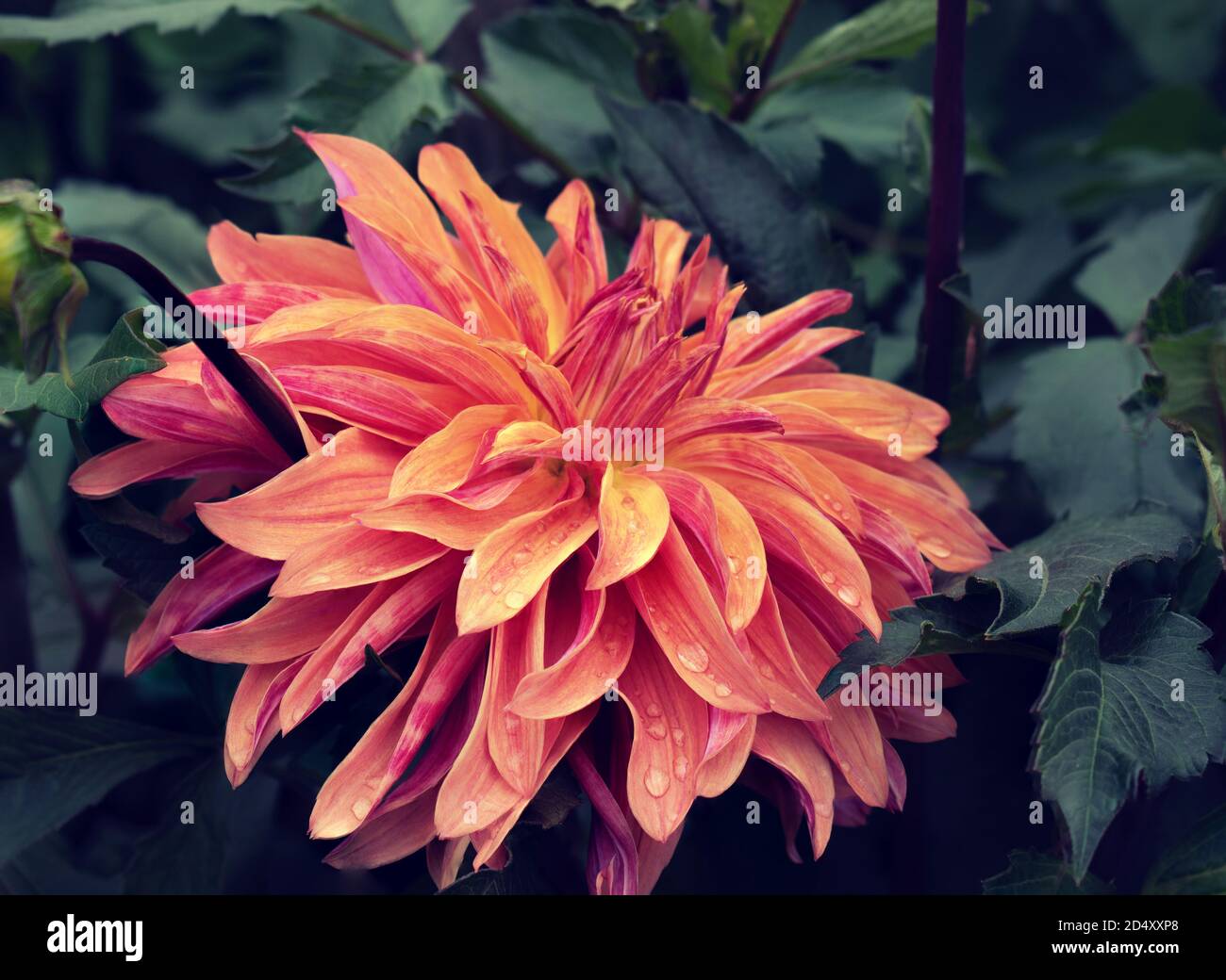 Full bloom dahlia hi-res stock photography and images - Alamy