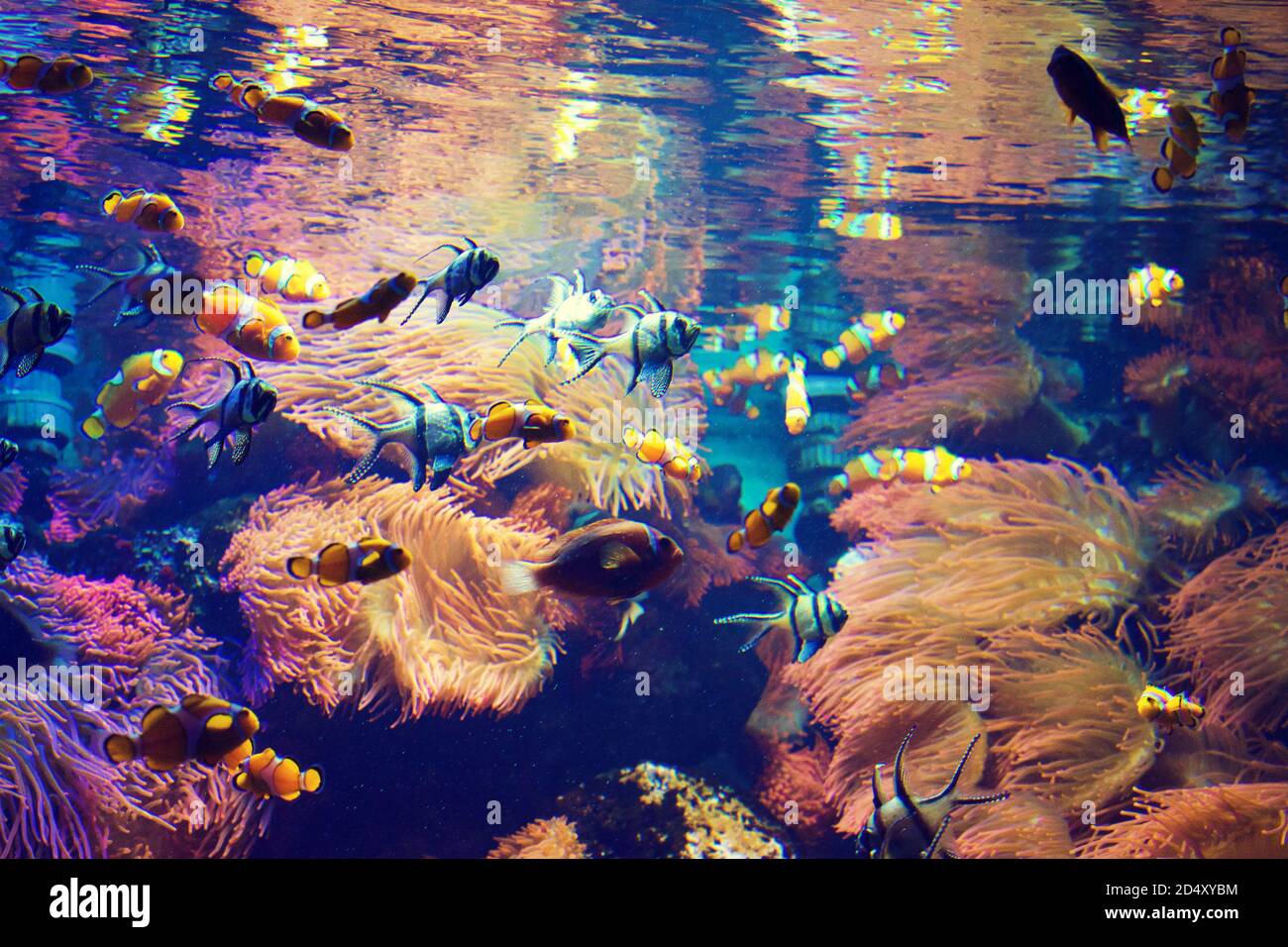 Saltwater ecosystem hi-res stock photography and images - Alamy
