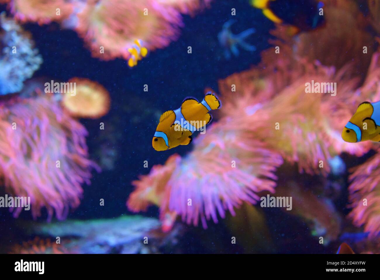 Large aquarium saltwater tank with bright vibrant colors, Clown Fish, and other corral fish. Stock Photo