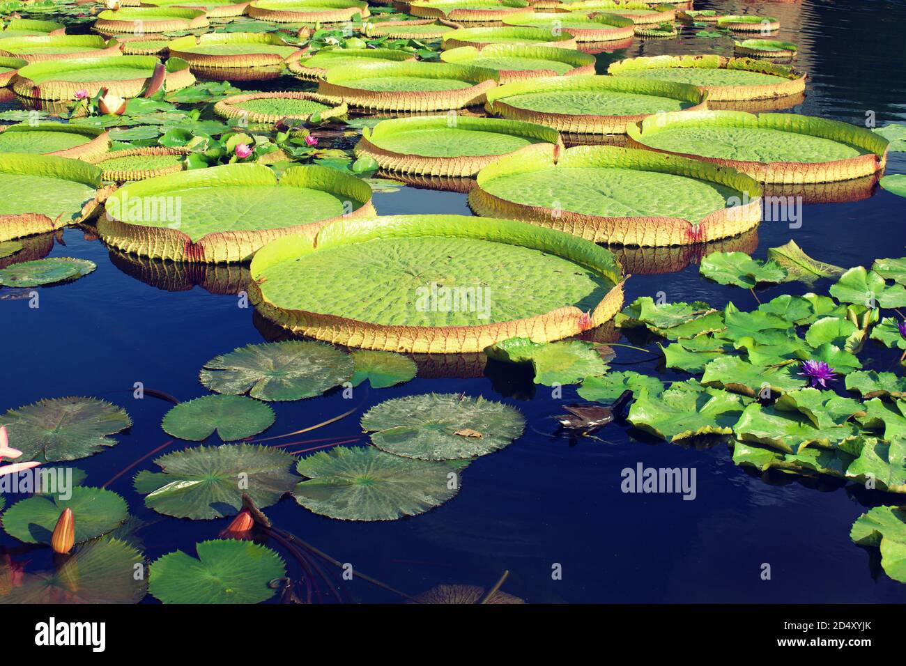 Water lily types hires stock photography and images Alamy