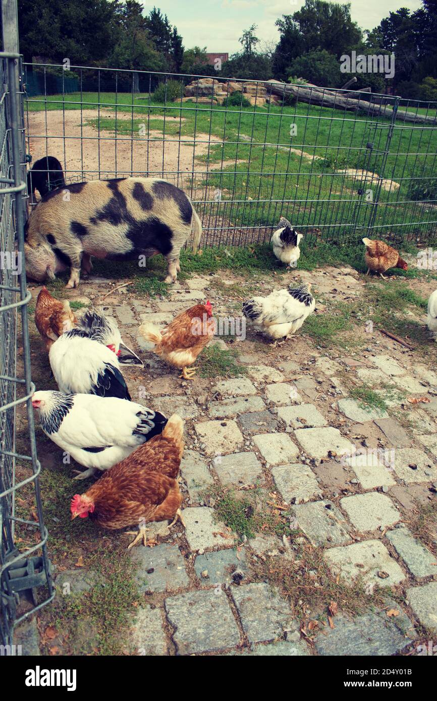 Pig and chickens near a metal fence in an open field, petting zoo. Stock Photo