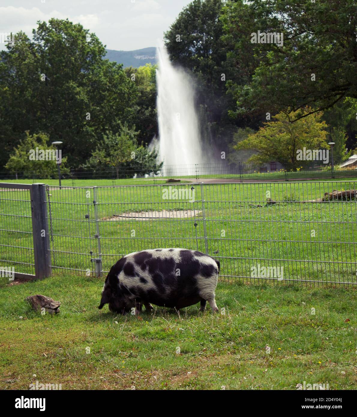 Spotted pig grazing in a field with water fountain behind it. Stock Photo