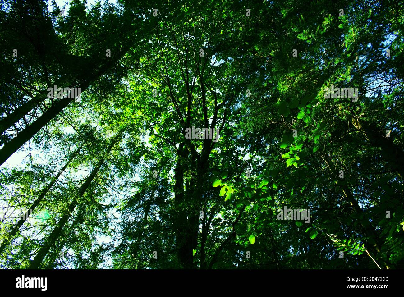 Looking up at the dense tree canopy in Germany Stock Photo