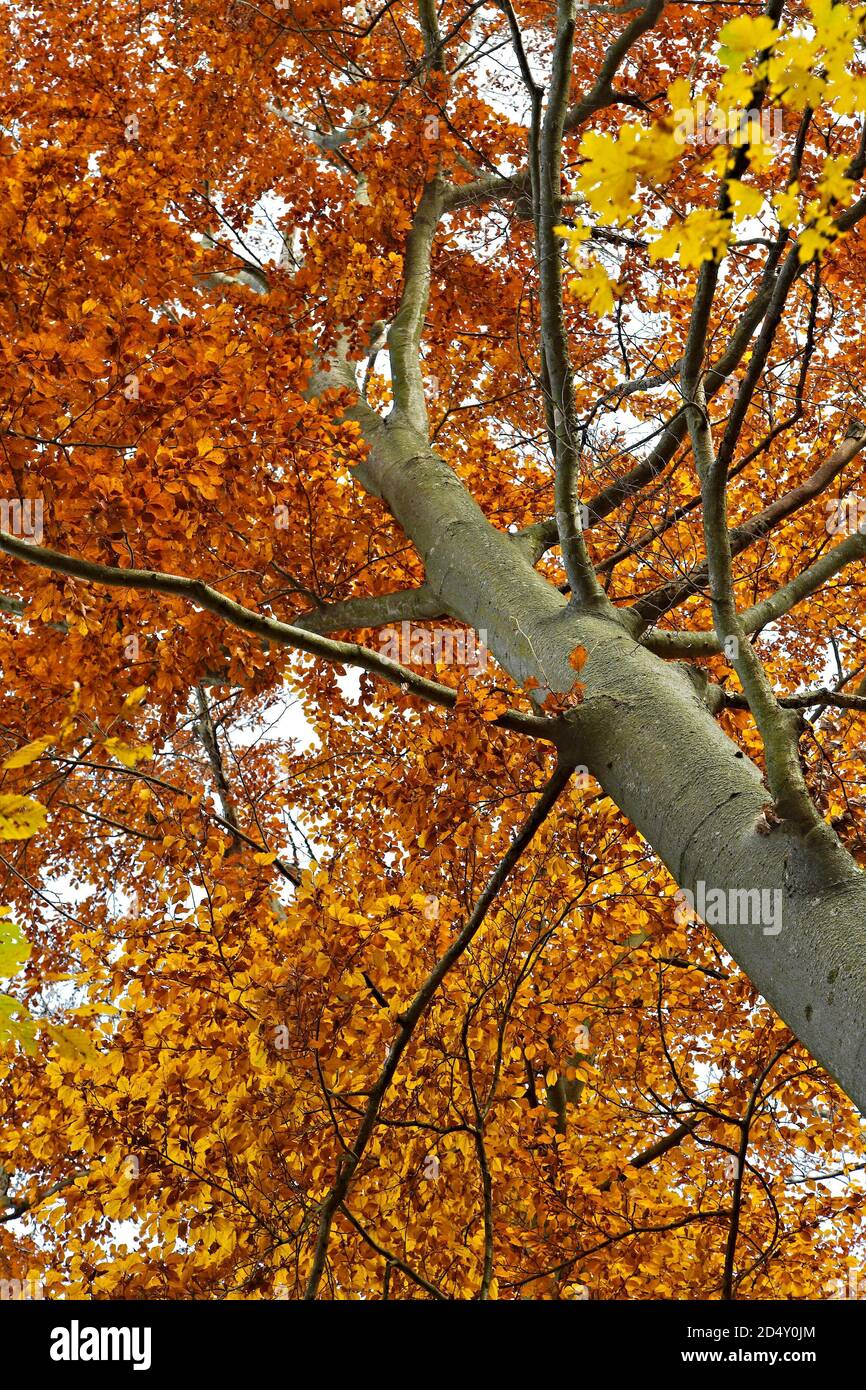 Autumn tree leaves Stock Photo