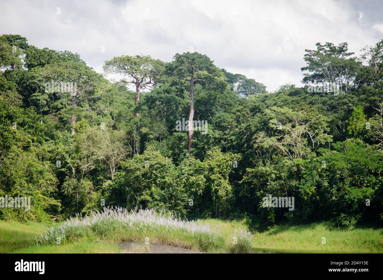 Typical lush landscape of Chagres National Park surrounding the Madden Lake Stock Photo