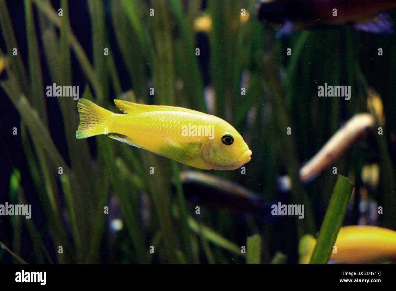 Small yellow saltwater fish in tank, yellow lake malawi cichlid Stock Photo