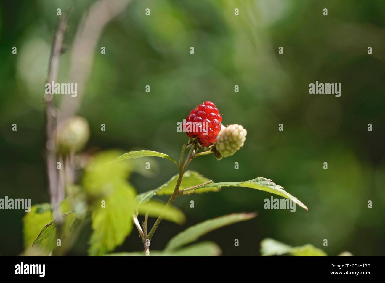 Wild raspeberry Stock Photo