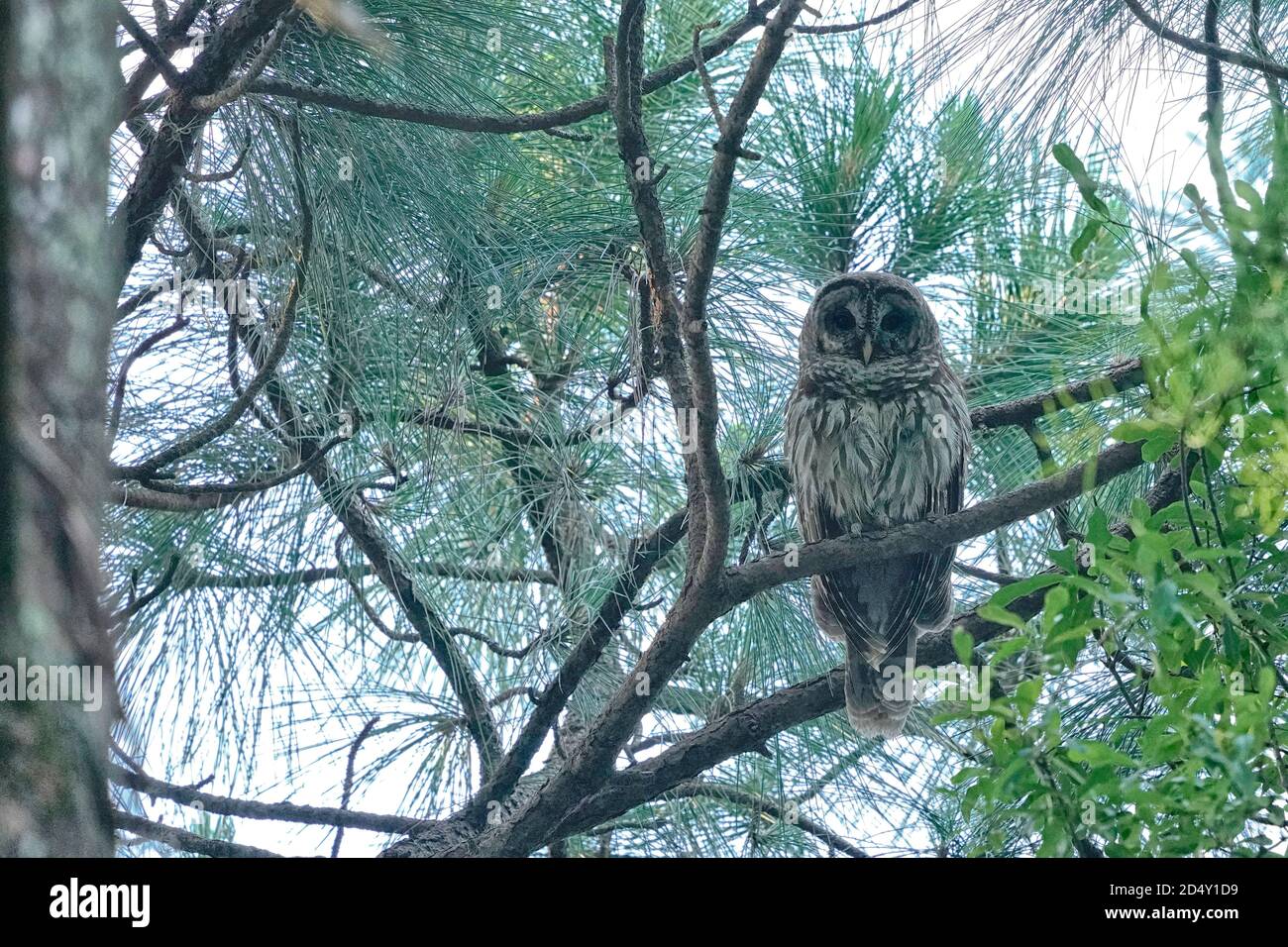 Barred Owl, Strix Varia, perched on a tree Stock Photo