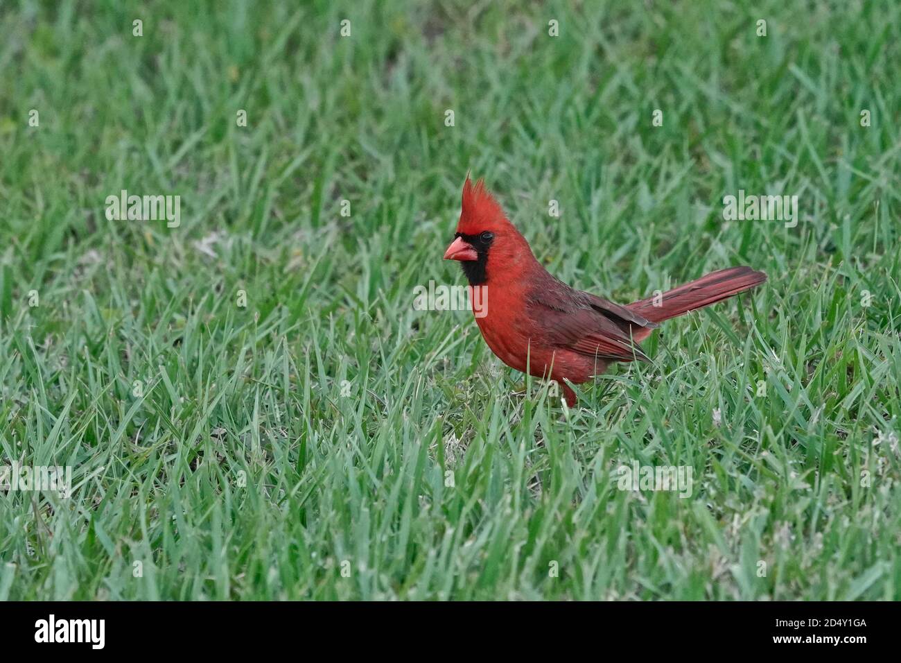 Male Northern cardinal, Cardinalis cardinalis Stock Photo