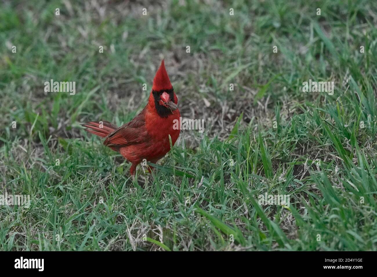 Male Northern cardinal, Cardinalis cardinalis, eating a small insect Stock Photo