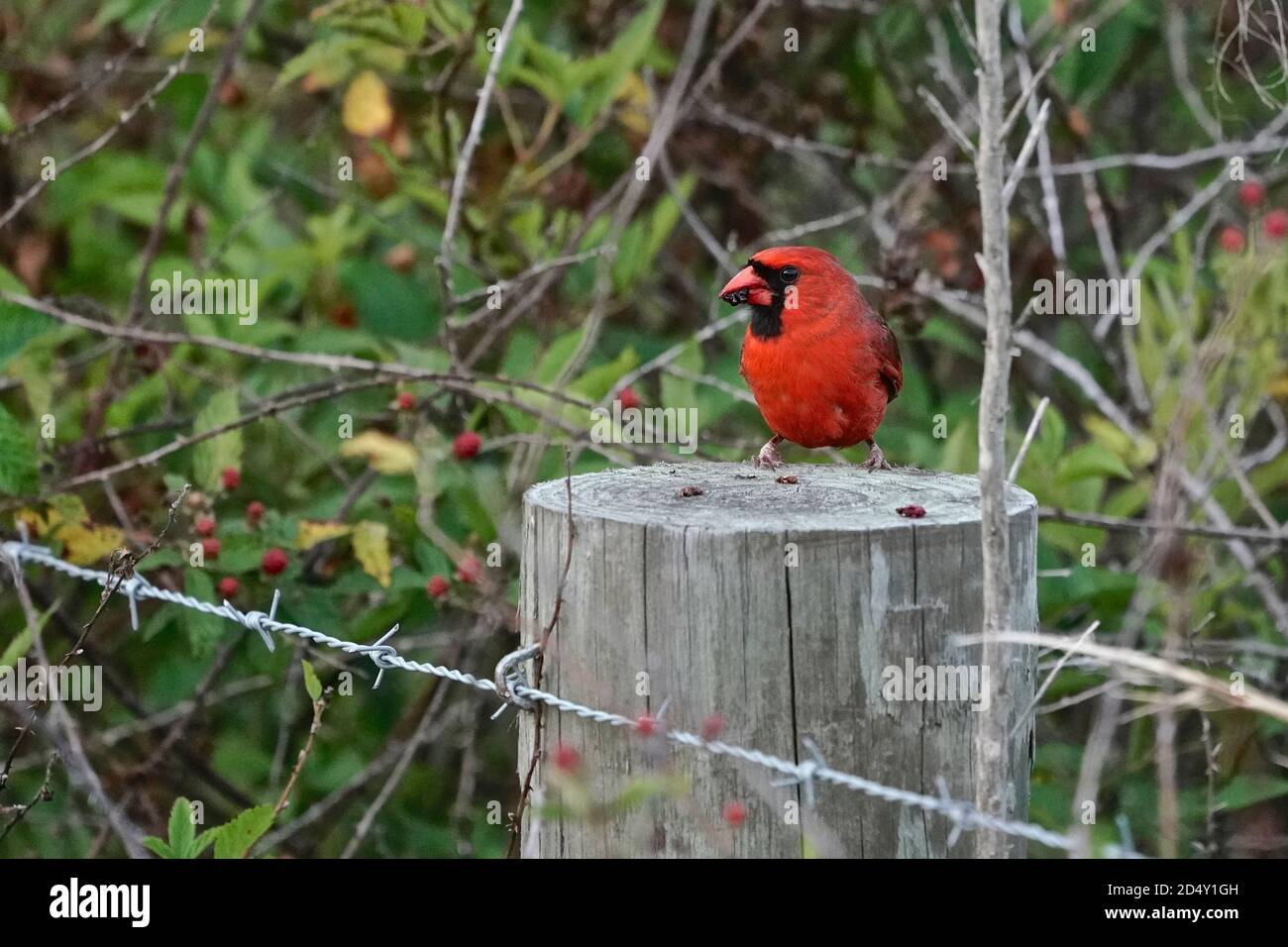 Male Northern cardinal, Cardinalis cardinalis, feeding on berries Stock Photo