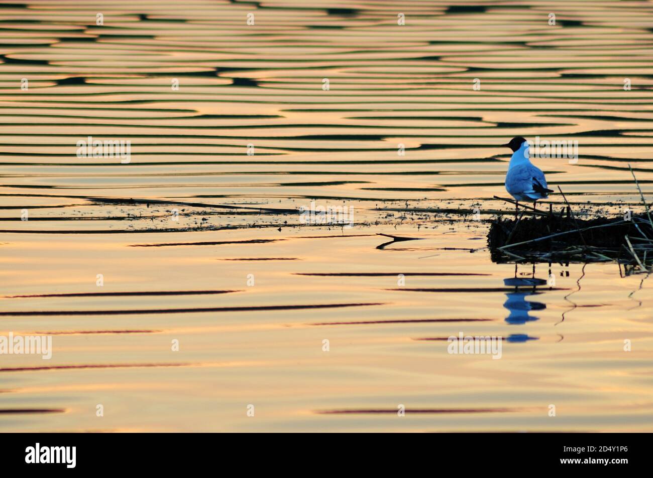 Black-headed gull sits on the shore of the lake, reflecting in the water colored by the sunset sky. Bird close up. Stock Photo