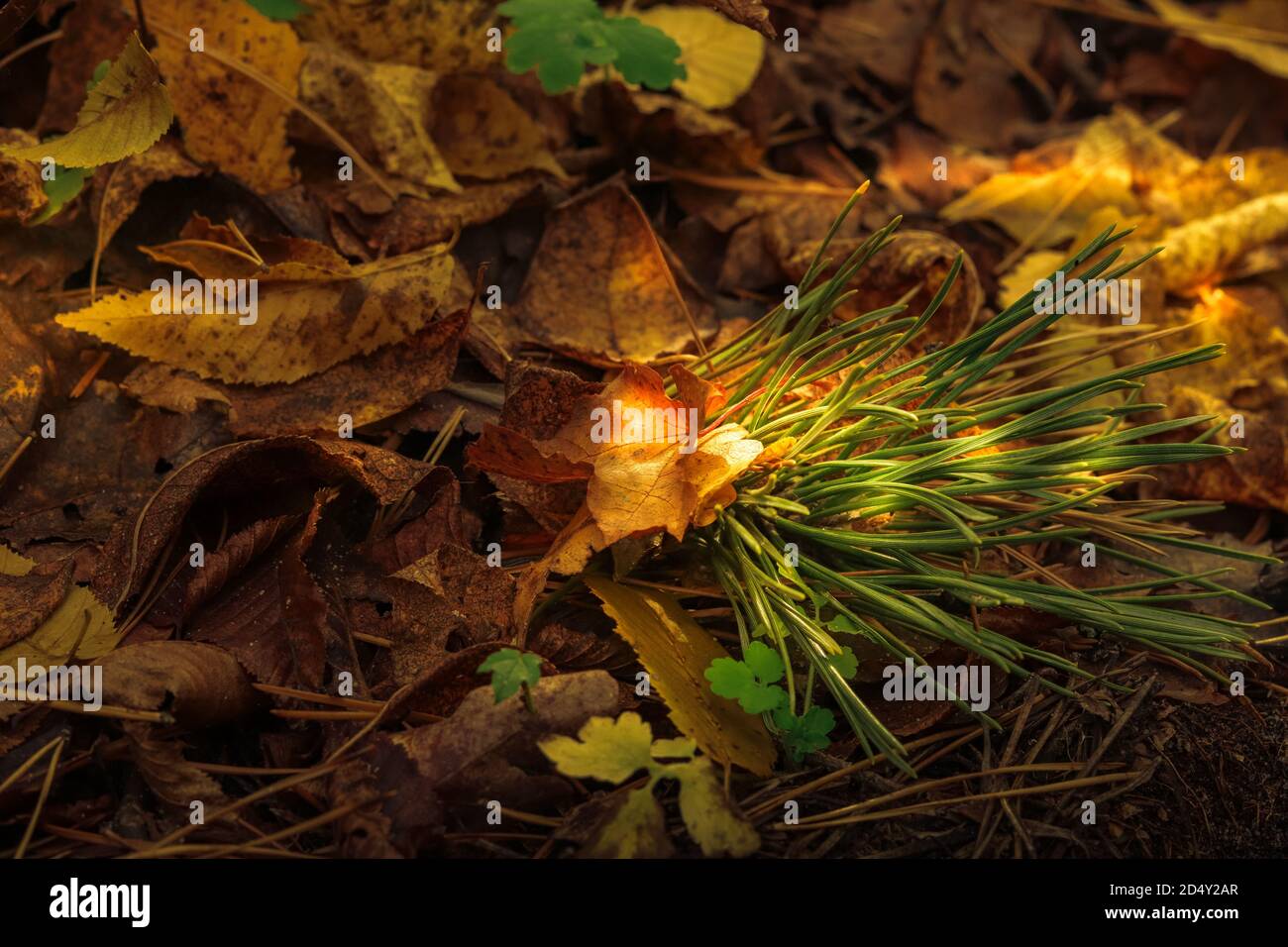 Fairy scene in autumn forest. Green small pine branch lit with sun light on a ground covered with dry yellow leaves Stock Photo