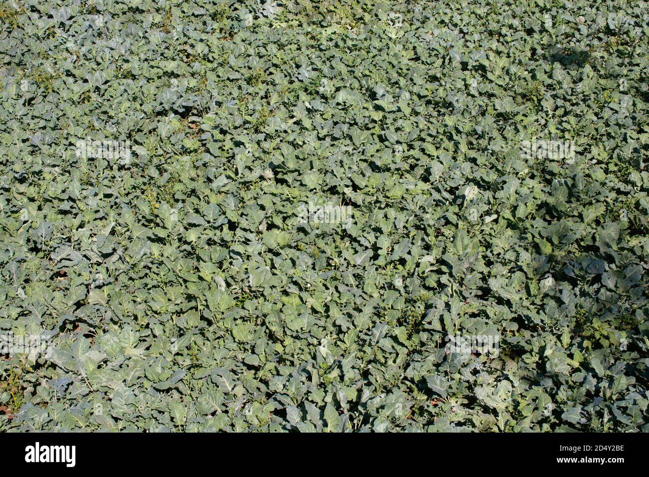 Abstract spring plant texture for natural background. Green Leaf ...
