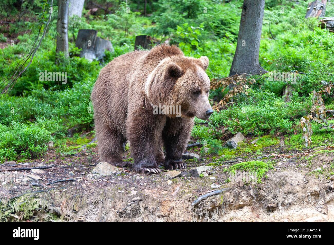 Brown bear (Latin Ursus Arctos) in the forest on a background of ...