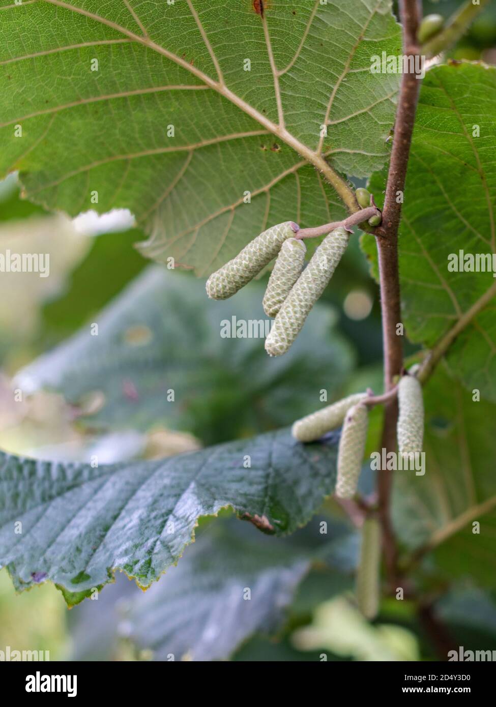 Hazel catkins in autumn, Corylus Avellana, Serbia, Europe Stock Photo