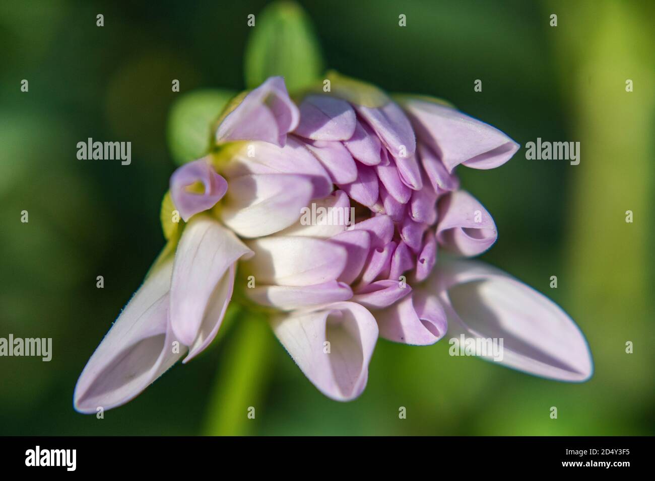 Macro of  a white Dahlia flower in bloom Stock Photo
