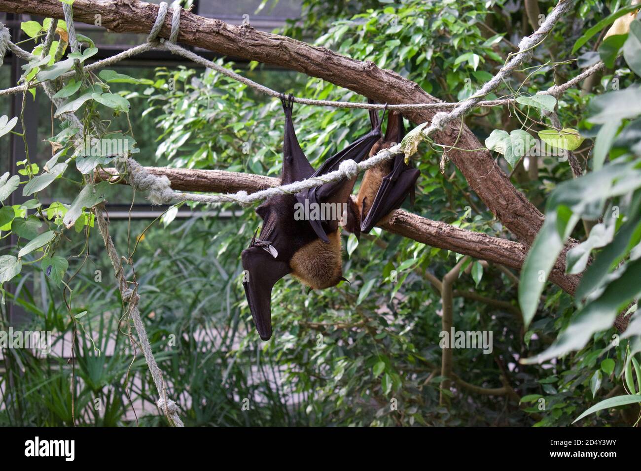 Fruit Bats hanging upside down from tree branches, sleeping during the ...