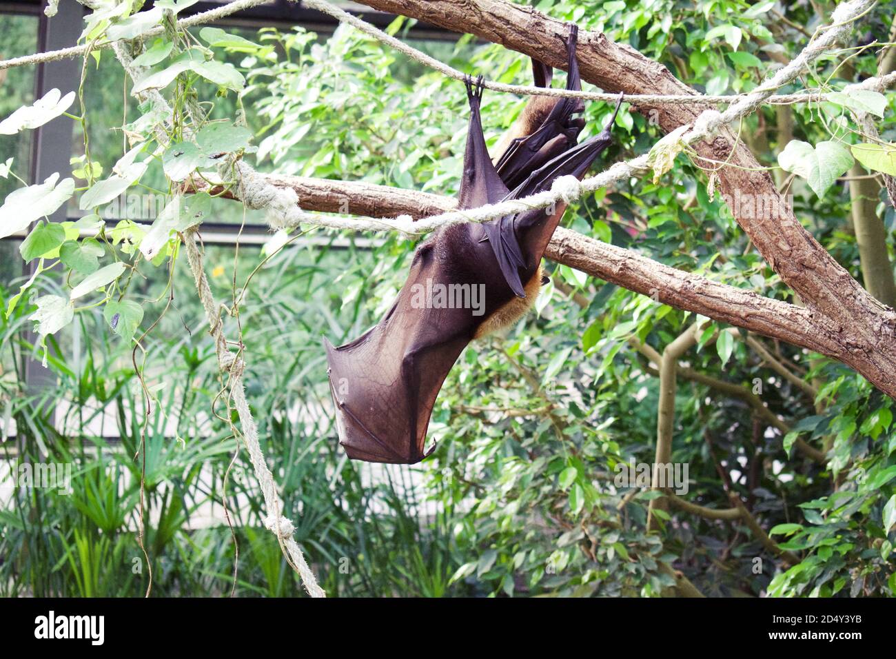 Fruit Bats hanging upside down from tree branches, sleeping during the