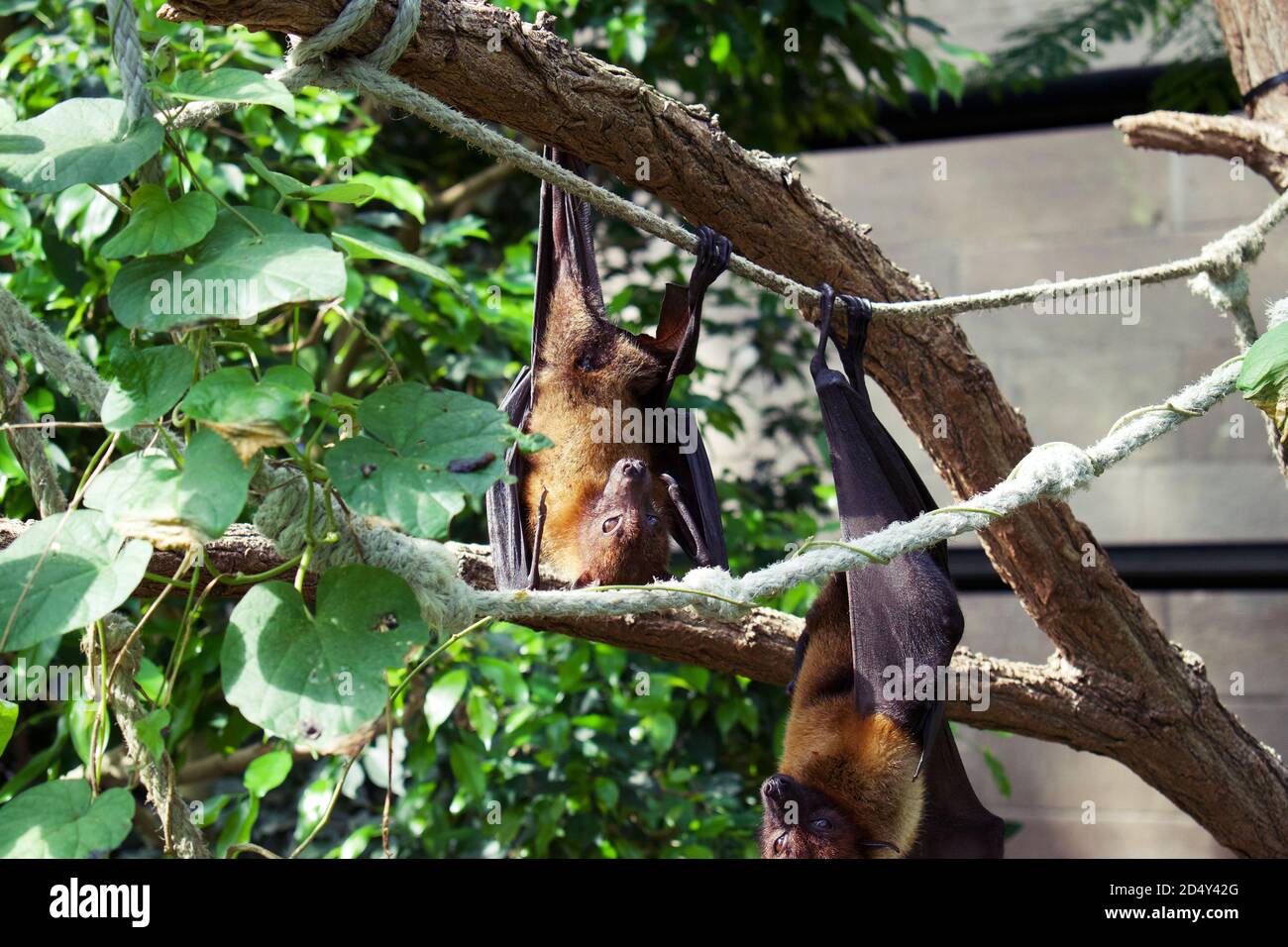 Fruit Bats hanging upside down from tree branches, sleeping during the