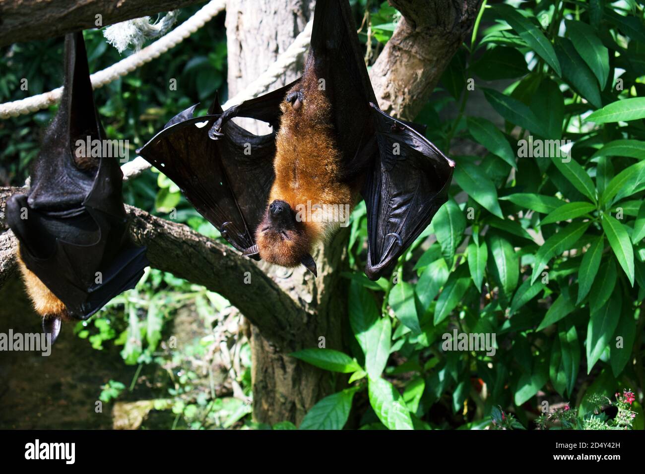Fruit Bats hanging upside down from tree branches, sleeping during the