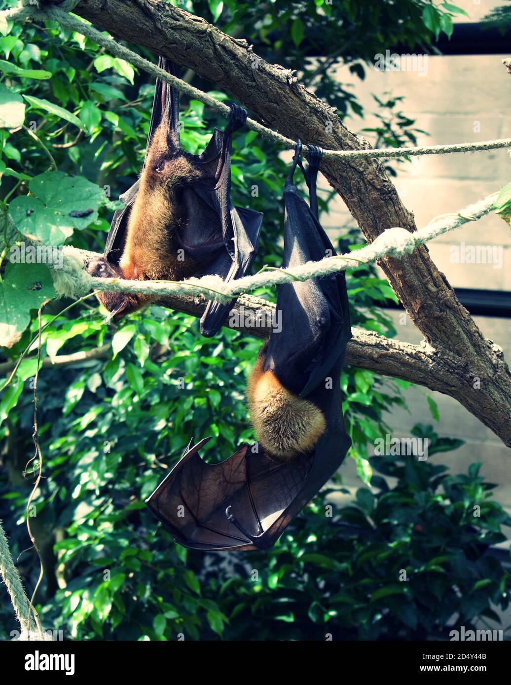 Fruit Bats hanging upside down from tree branches, sleeping during the