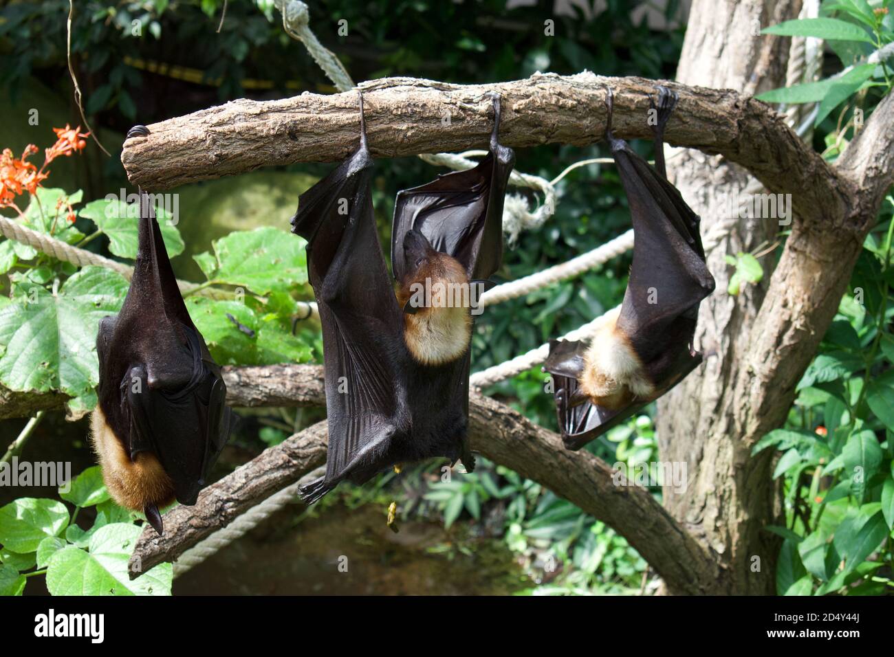 Fruit Bats hanging upside down from tree branches, sleeping during the
