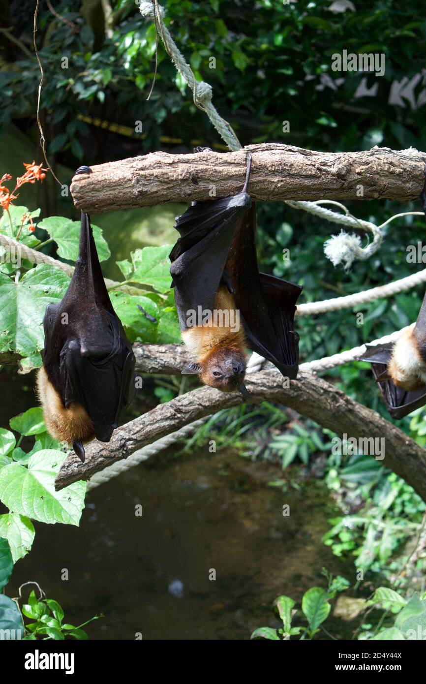 Fruit Bats hanging upside down from tree branches, sleeping during the