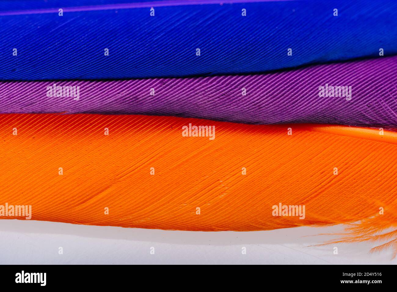 Studio shot photo of colored bird feathers as texture background Stock ...