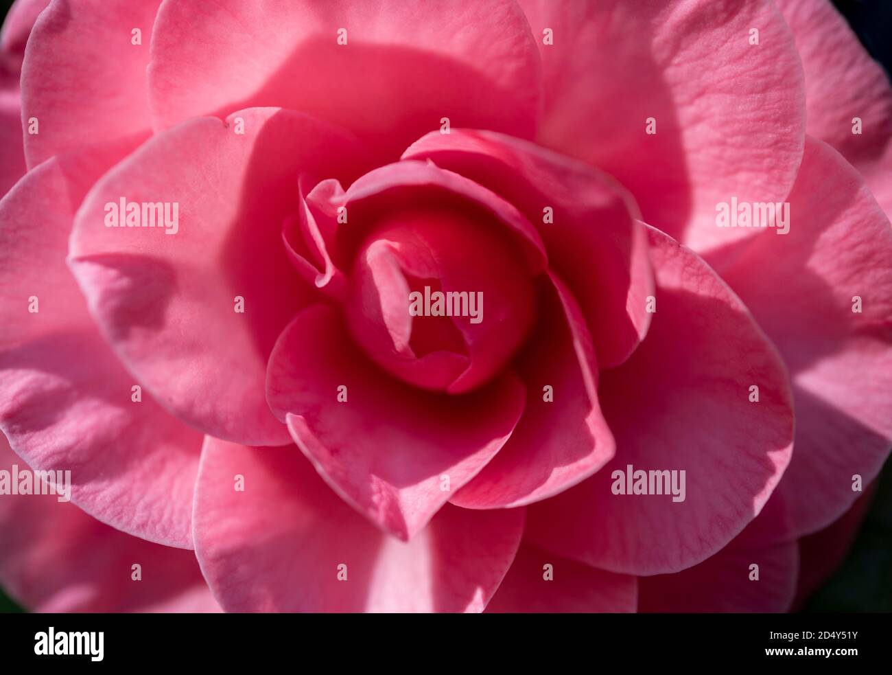 pink camellia bloom Stock Photo