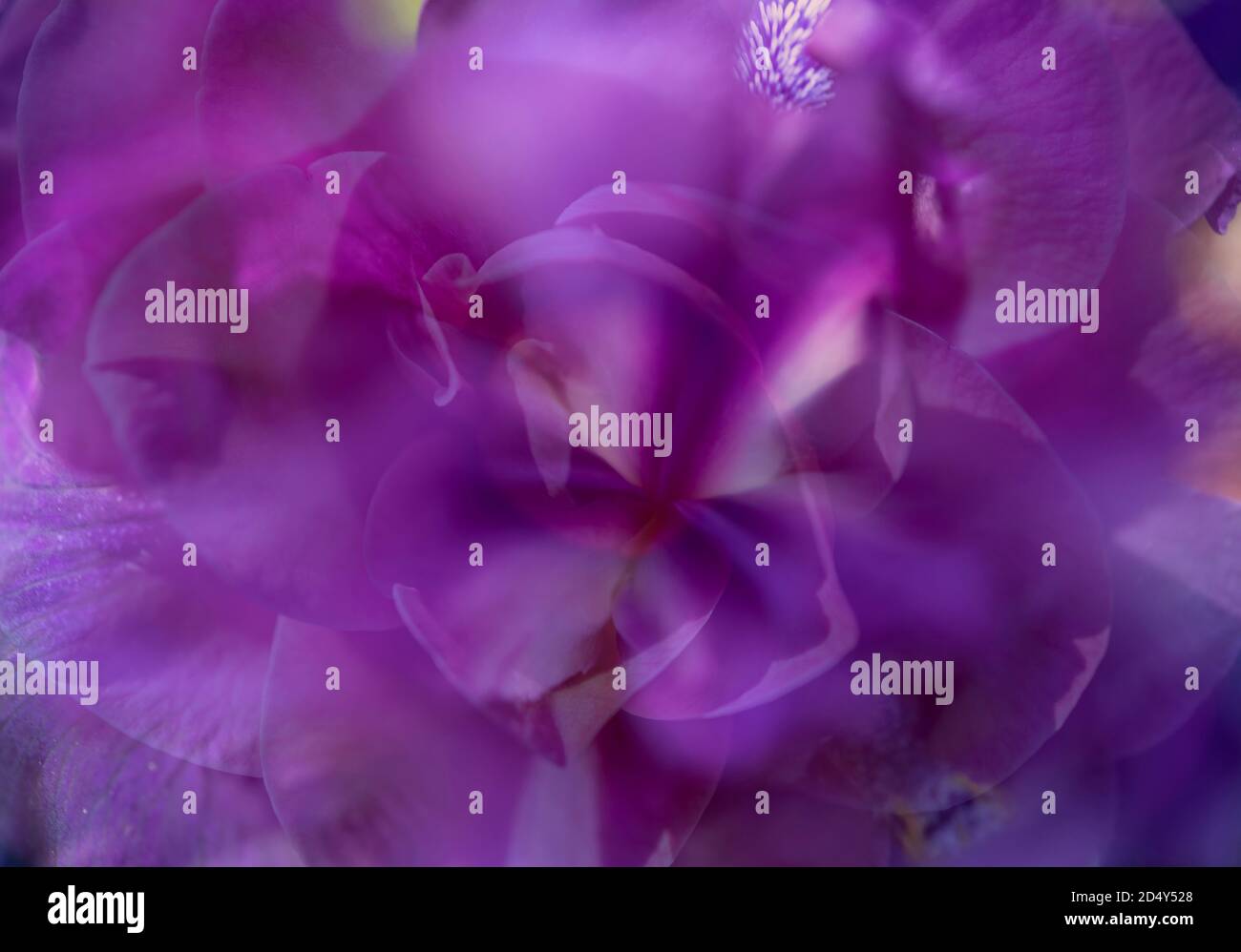 double exposure iris flower Stock Photo