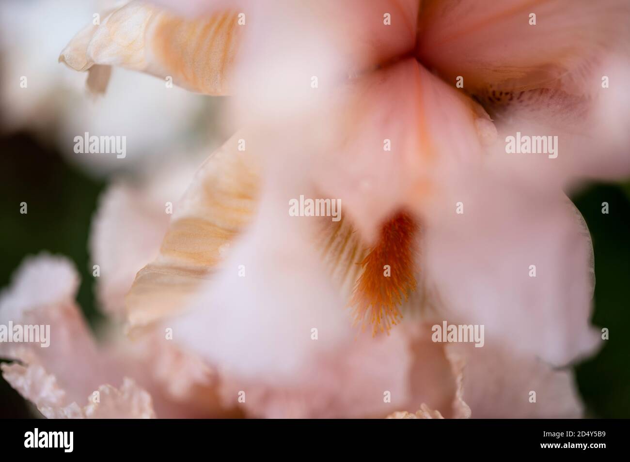 close up image of iris flower Stock Photo