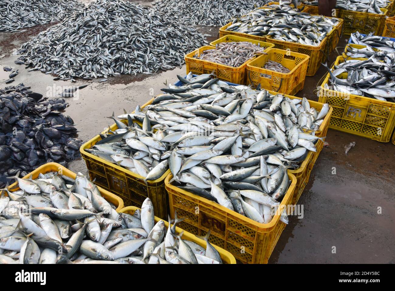 Sea food. Fish market in India. Raw Mackerel fish for sale