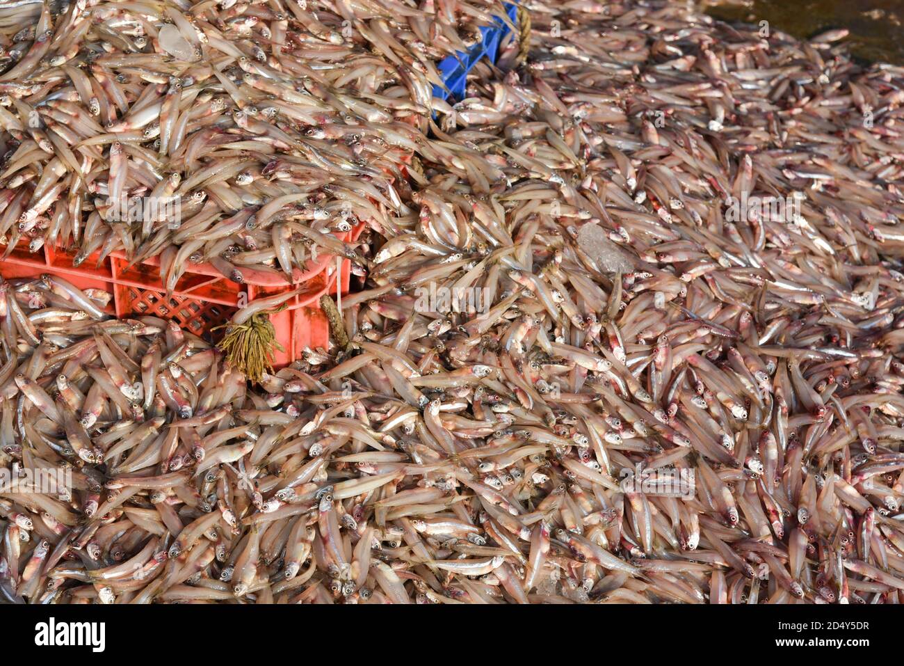 Sea food. Fish market in India. Raw Mackerel fish for sale. pelagic ...