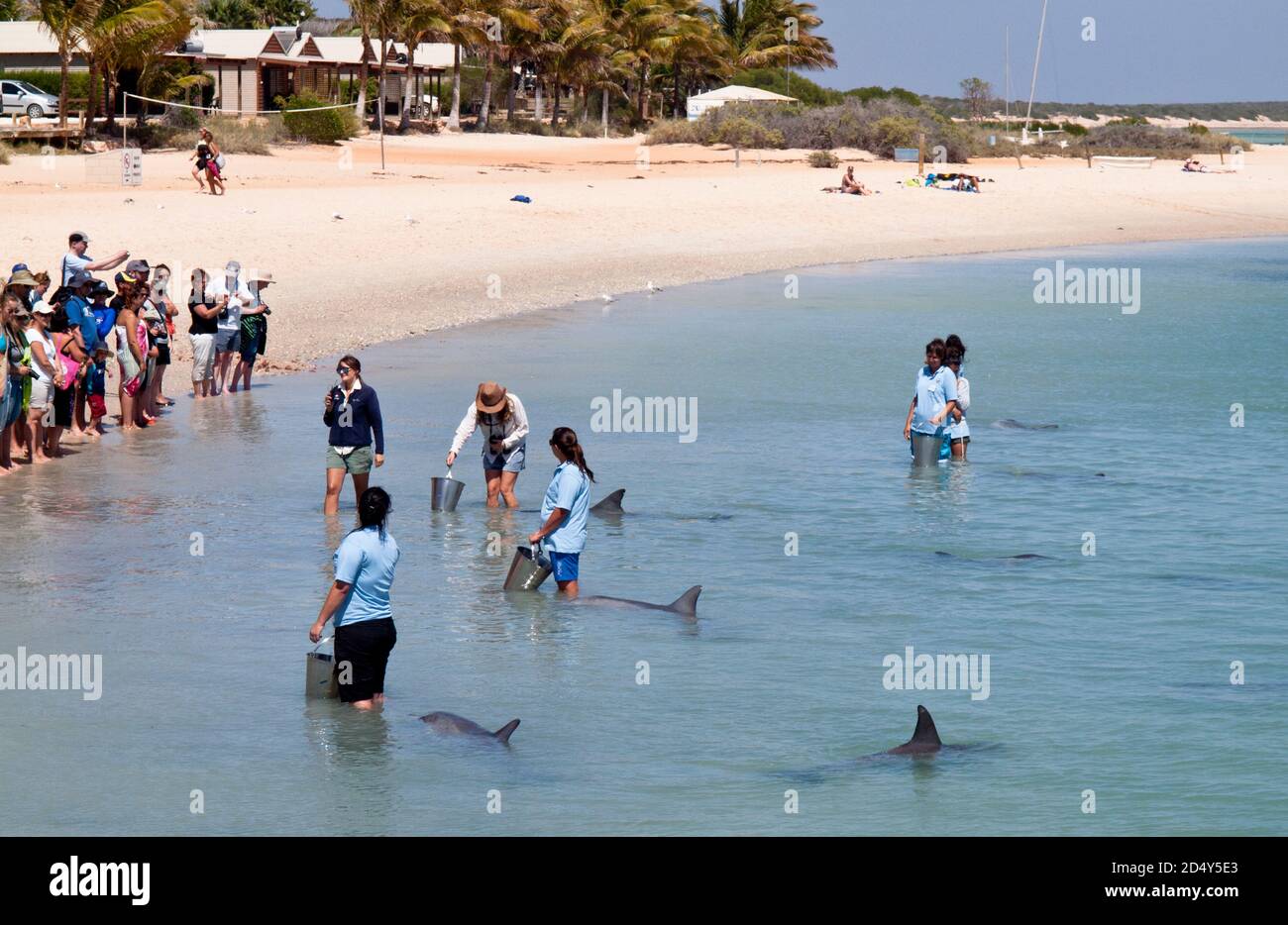 Tourists feeding Bottlenose Dolphins (Tursiops truncates), Monkey Mia, Shark Bay, Western Australia. Stock Photo