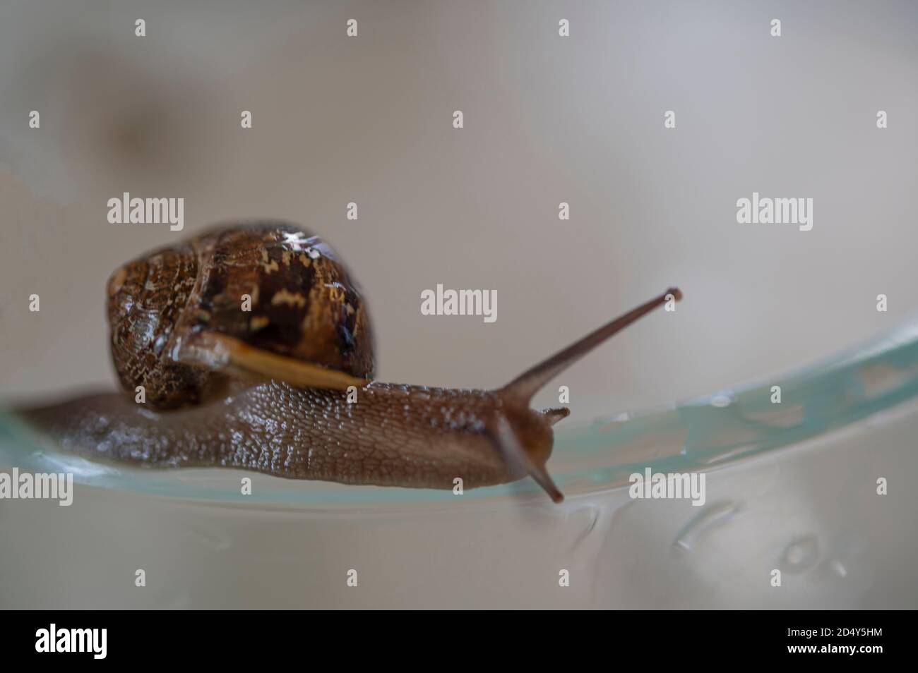 snail on lid of a glass jar Stock Photo Alamy