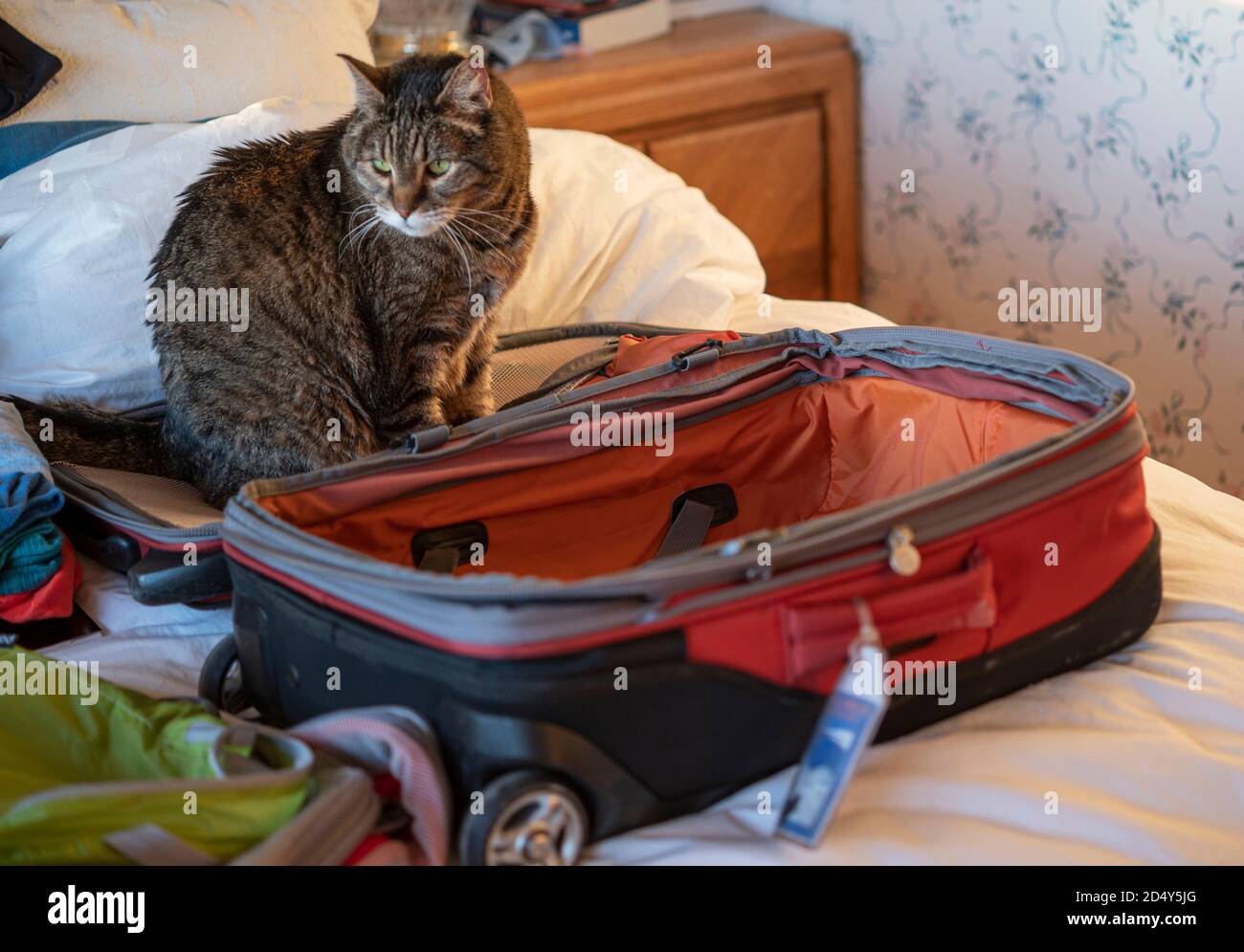 Pet cat next to luggage Stock Photo Alamy