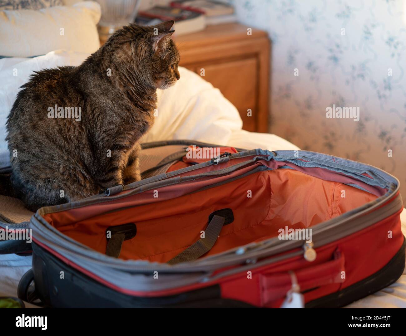 Pet cat next to luggage Stock Photo Alamy