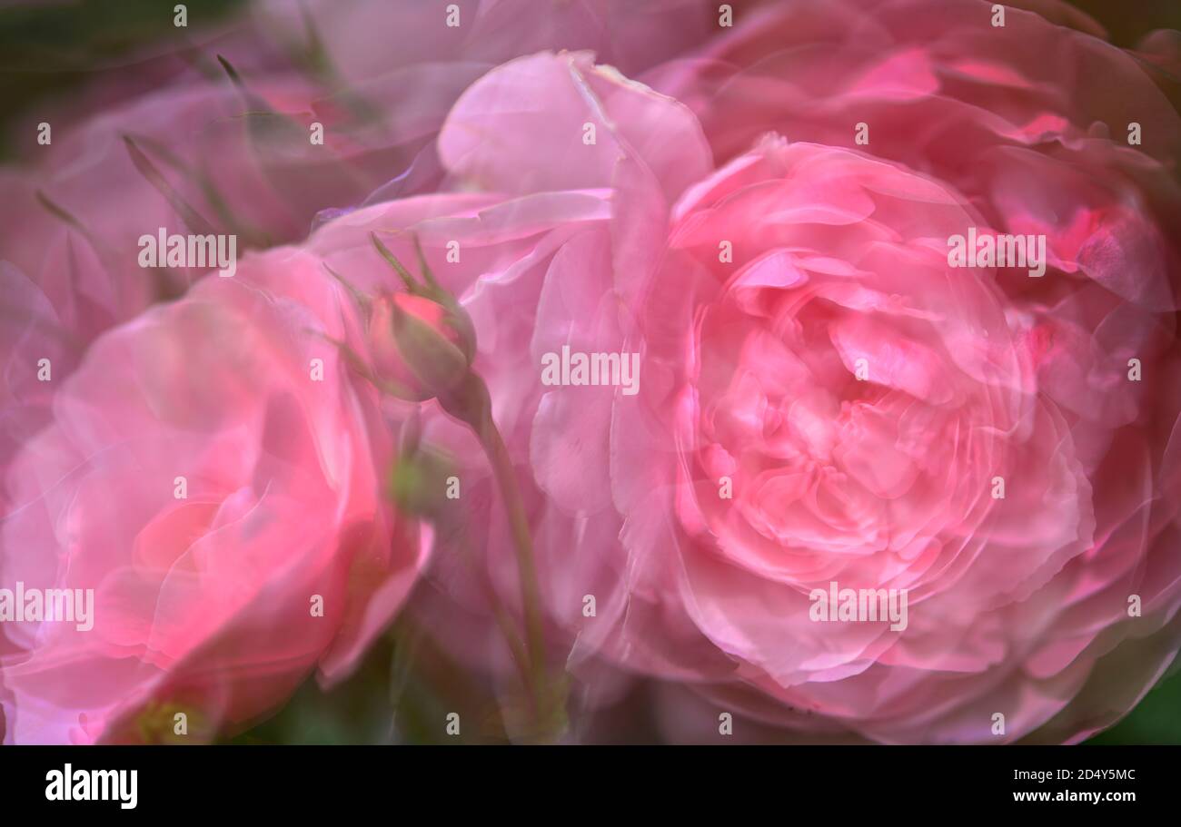 Double exposure with camellia flowers Stock Photo