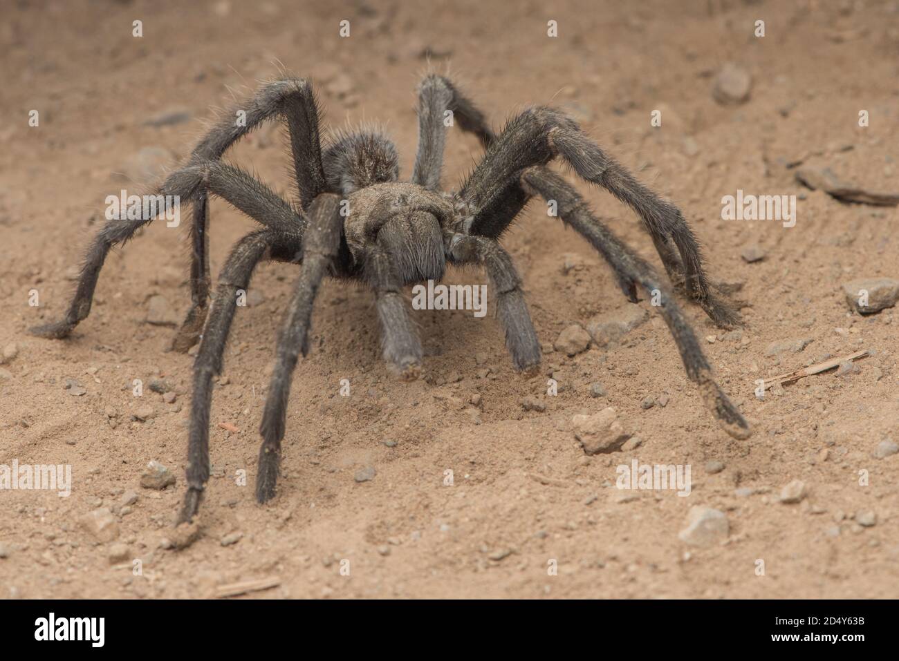 A male tarantula (Aphonopelma) during the fall migration at Mount Diablo state park when the males wander around in the open looking for females. Stock Photo