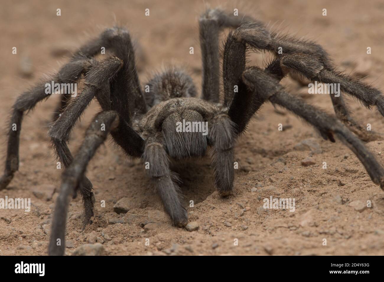 A male tarantula (Aphonopelma) during the fall migration at Mount Diablo state park when the males wander around in the open looking for females. Stock Photo