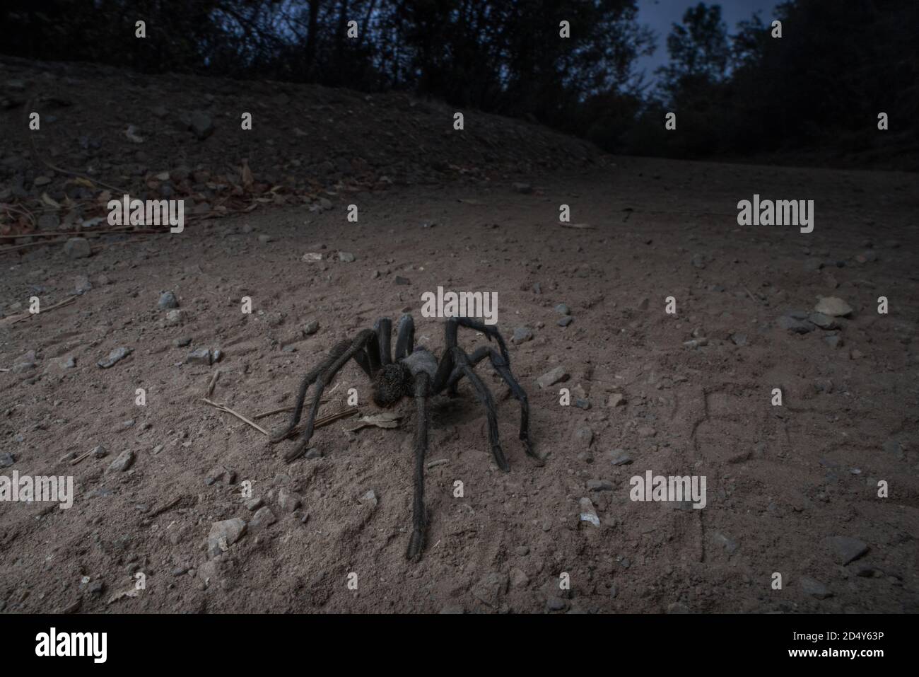 A male tarantula (Aphonopelma) during the fall migration at Mount Diablo state park when the males wander around in the open looking for females. Stock Photo