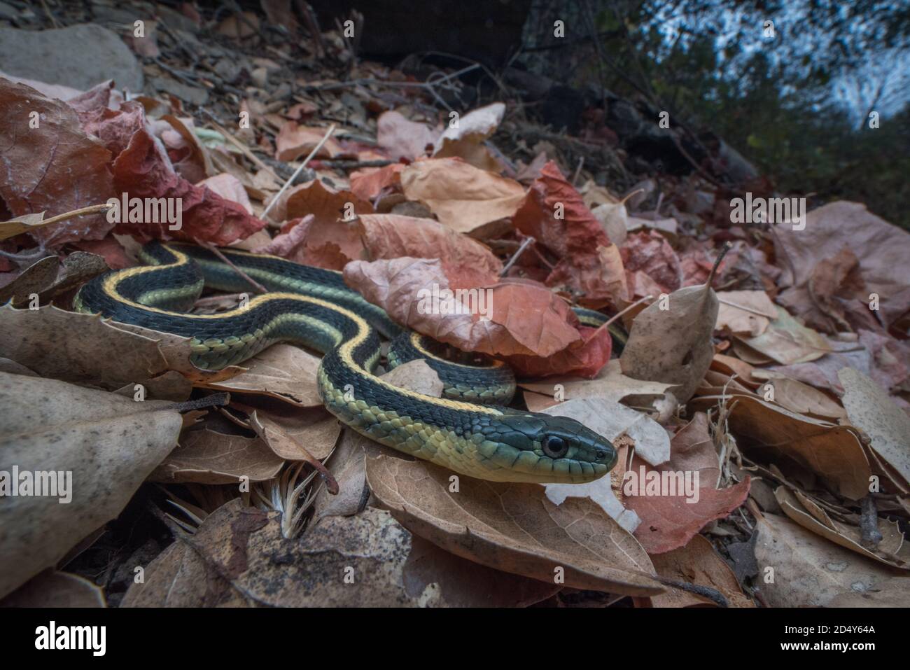 Diablo Range Gartersnake (Thamnophis atratus zaxanthus) a subspecies of garter snake endemic to the Diablo range in the Bay area of California. Stock Photo