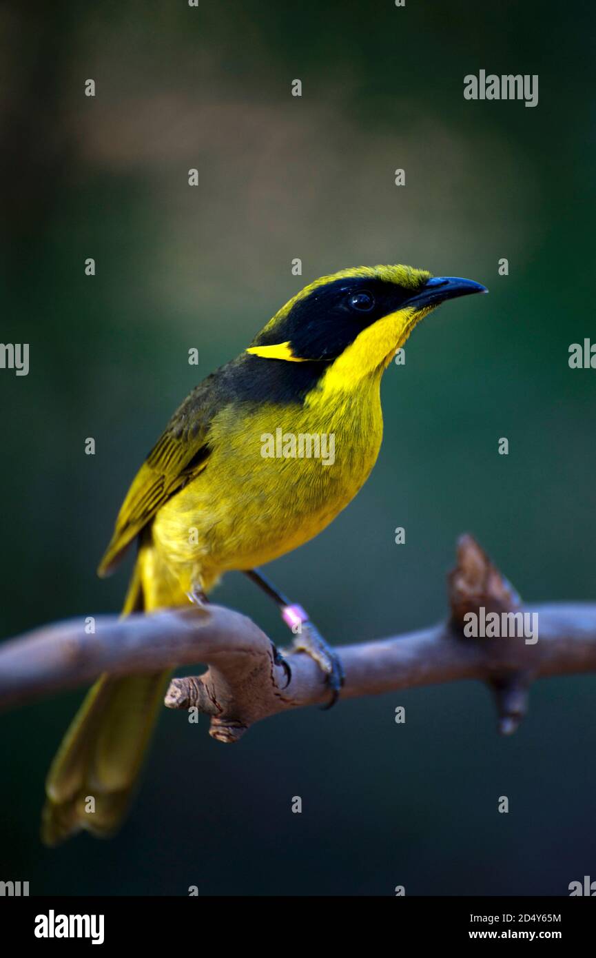 A rare and critically endangered Helmeted Honeyeater, which is the State avian emblem for Victoria, Australia. Healesville Sanctuary is breeding them. Stock Photo