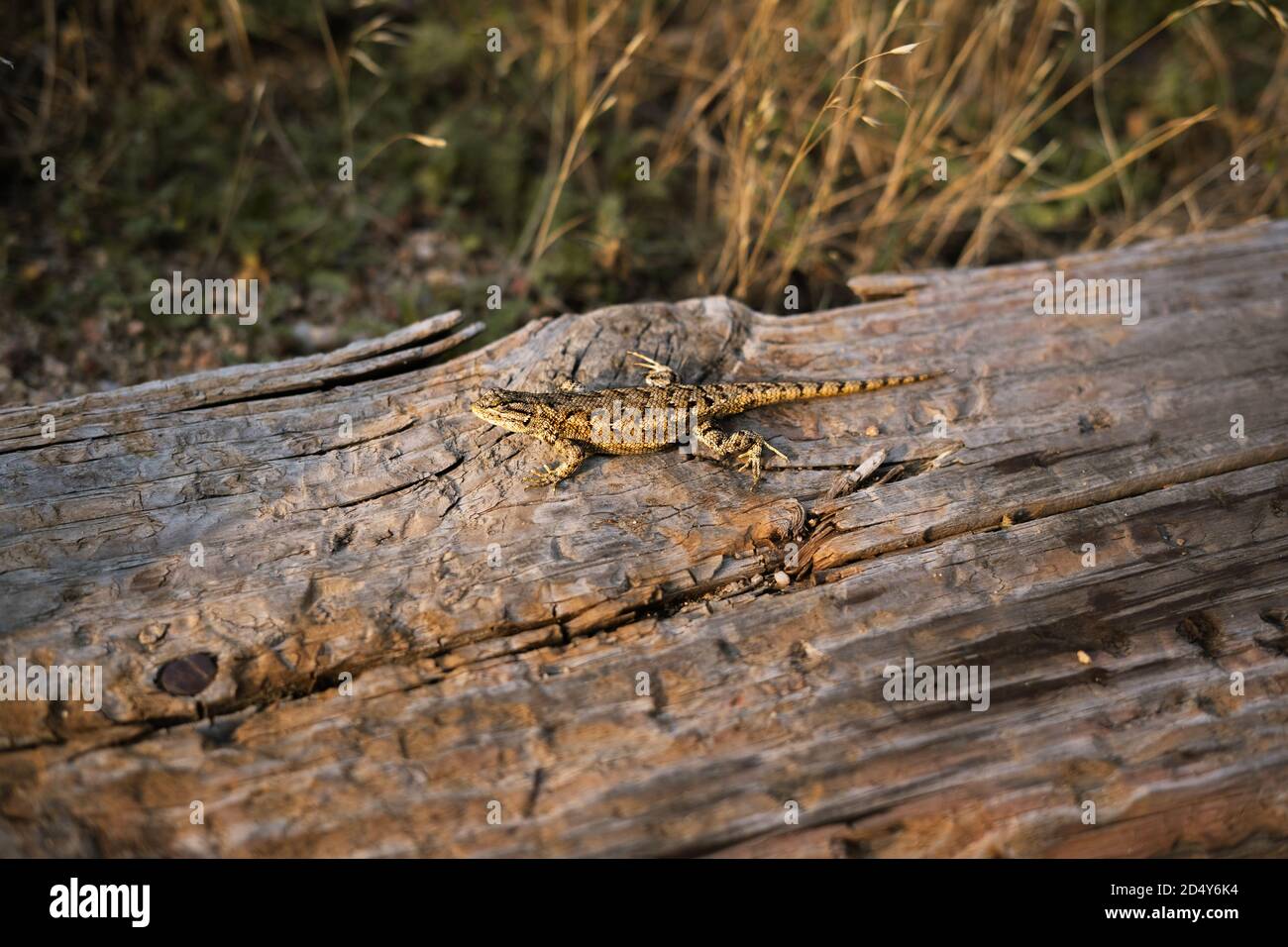 Lizard on a Log Stock Photo Alamy