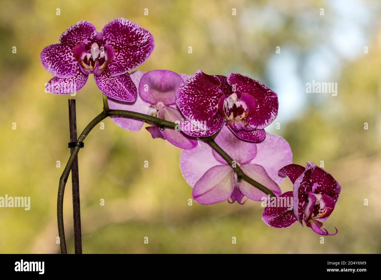 Cattleya Orchid plant in flower Stock Photo
