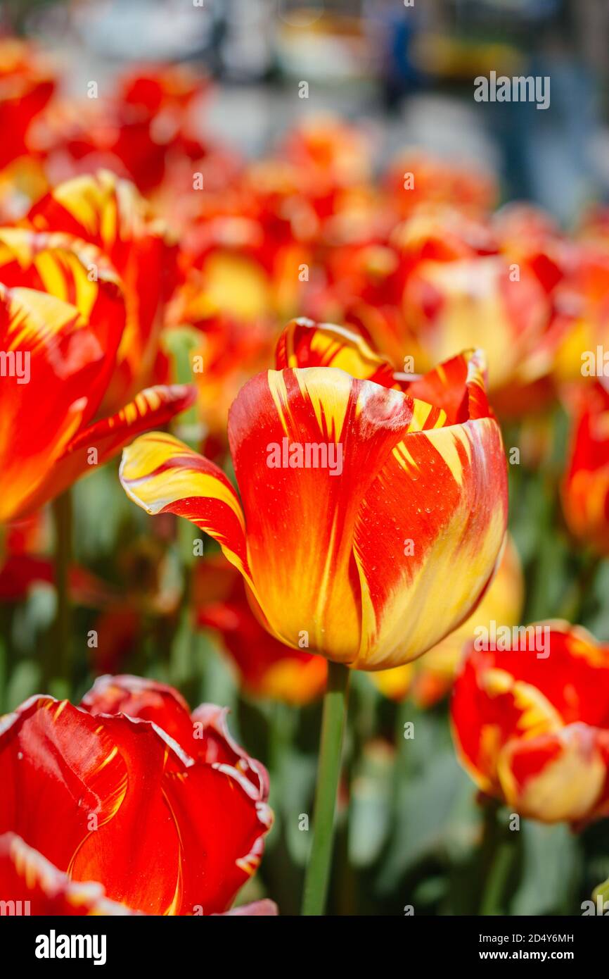 Colorful tulip flowers bloom in the spring garden Stock Photo - Alamy