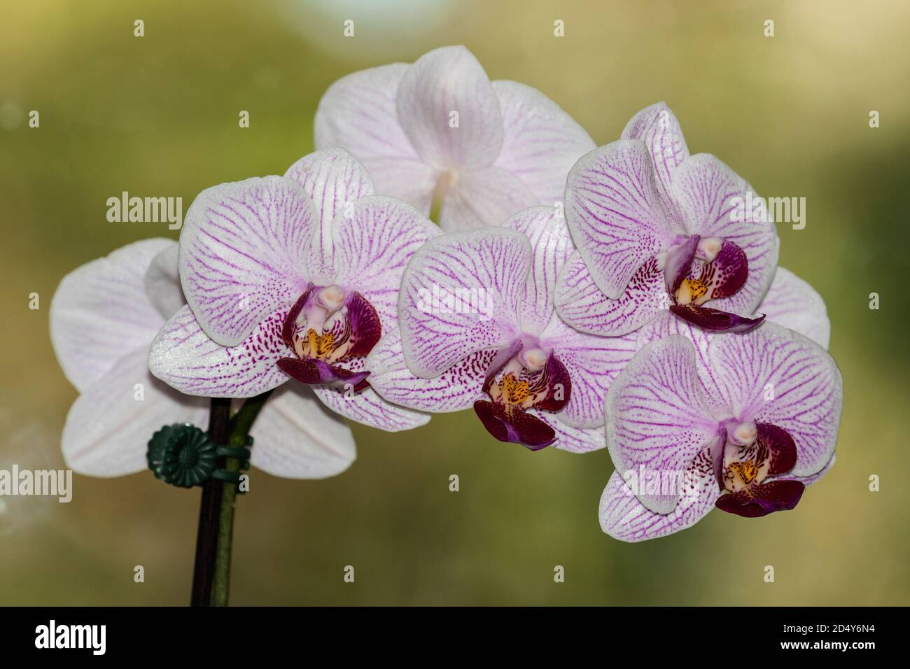 Cattleya Orchid plant in flower Stock Photo